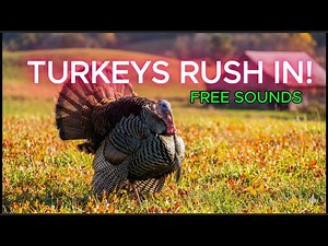 Free Turkey Call Sounds to Attract Wild Turkeys for Hunting