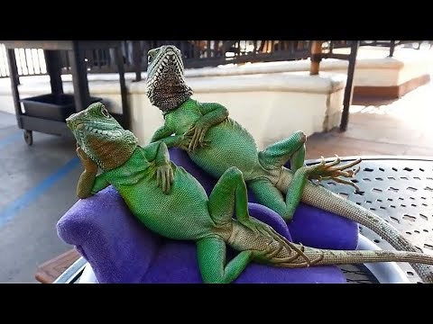 Funny Lizards Compilation
