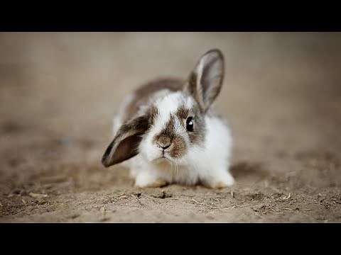 Top 15 Cutest Miniature Creatures | Exploring Nature's Smallest Wonders