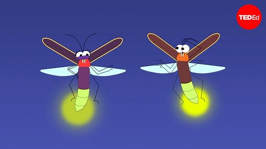 Mood lighting, mating, and murder: The scintillating lives of fireflies