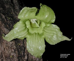 Bignoniaceae - Alchetron, The Free Social Encyclopedia