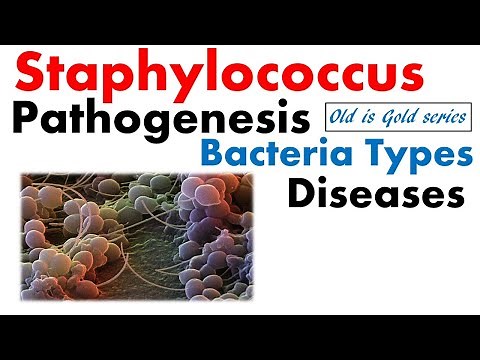 Staphylococcus bacteria Microbiology | pathogenesis, infection, disease, toxin food poisoning