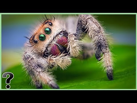 What if Spiders Went Extinct?