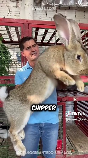 Discover Flemish Giant Rabbit - The Massive Pet Bunny Breed