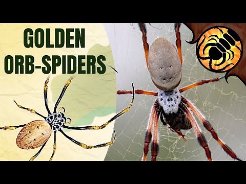 GOLDEN ORB-WEAVERS | A Guide to Australian Spiders