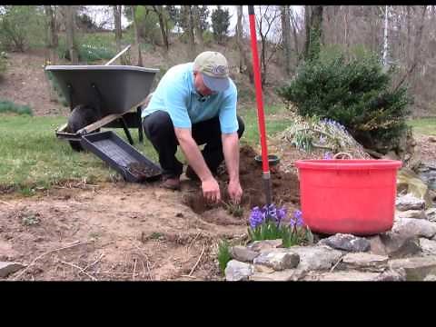 How to move (transplant) perennials to a new location