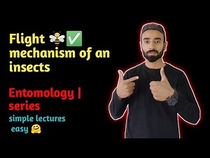 Flight mechanism of an insects | entomology | zoology | asim zoologist