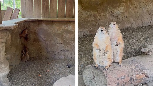 Prairie dogs keep watch as friends make escape attempt