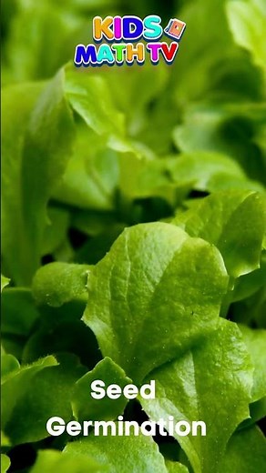 Time Lapses Of Seeds Growing | I Could Watch All Day | Seeds & Germination Explained In A Video