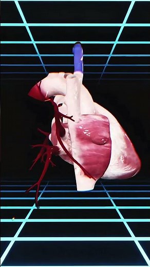 3D Heart Models: Revolutionizing Medical Education