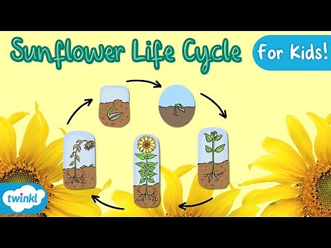 The Life Cycle of a Sunflower | Sunflower Life Cycle | Science for kids!