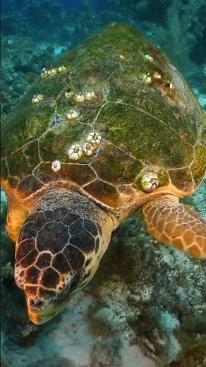 The Great Barrier Reef || Exploring the World’s Largest Coral System