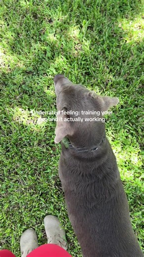 Working on her on and off leash training and my girl is doing such a good job!!🐾 #dogtraining #labsoftiktok #dogmom #labradorretriever