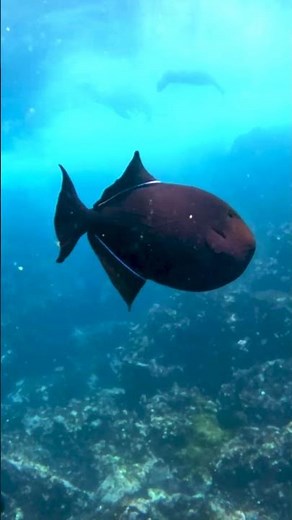 Undersea Wildlife | Galápagos Islands | Lindblad Expeditions