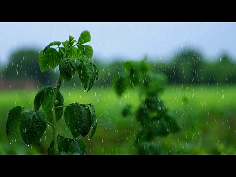 Beautifull Rain Scenery With Relaxing Neture Sound || Rain Video Clips 1080p 60fps || Rain