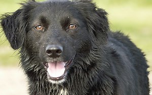 When a Dog's Heart is Beating Fast (Tachycardia) - Dog Discoveries