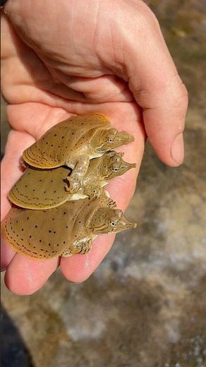 Cutest Baby Turtles EVER!! Hatchling Spiny Softshell Turtles #reptiles #turtles #wildlife