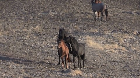 L'accouplement des chevaux sauvages : vidéo de stock (100 % libre de droit) 31810096 | Shutterstock