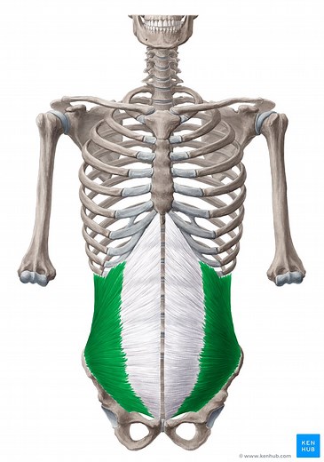 Internal abdominal oblique muscle