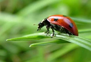 How to Use and Release Ladybugs | Planet Natural