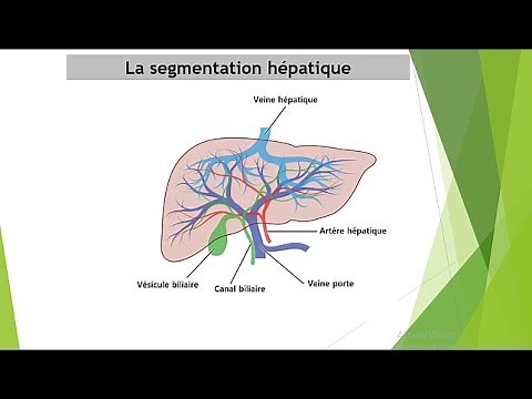 Comment interpréter un scanner abdominal: segmentation hépatique