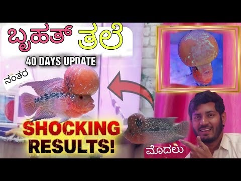 40 ದಿನಗಳ ನವೀಕರಣ ,Shocking Result of Flowerhorn,ಫ್ಲವರ್‌ಹಾರ್ನ್ ಫಿಶ್ ಹೆಡ್ ಅನ್ನು ವೇಗವಾಗಿ ಬೆಳೆಸುವುದು ಹೇಗೆ