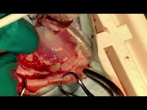 Cat Full maxillary teeth extraction for type 1+2 resorptive lesions with piezoelectric technique