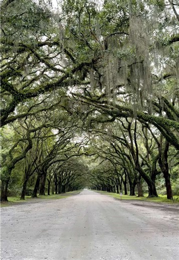 Exploring Georgia's Gorgeous Live Oak Tree Tunnel