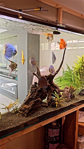 11K views · 863 reactions | Check put this rescape we have just commissioned on this stunning 550l discus aquarium! Out with the old and in with the new! #aquarium #pond #aquariumhobby #aquariummaintenanceservice #aquariummaintenance #aquascape #fish #fishtank #fishkeeping #aquatic #aquariums #ponds #aquaticelements #reef #reeftank #tropicalfish | Aquatic Elements | Facebook