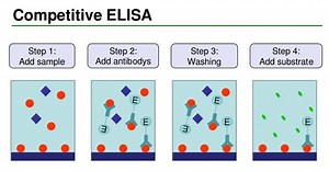 Competitive ELISA Protocol and Animation