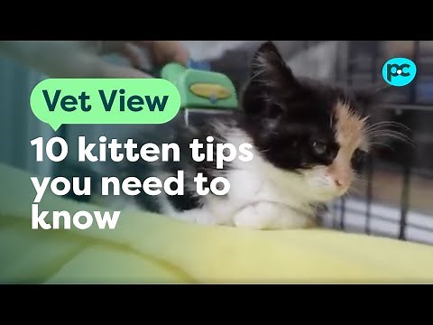 New #kitten? 10 things you need to know | PET CIRCLE