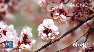 116K views · 2.4K reactions | Aerial view of beautiful scenes of spring across China | Xinhua Culture&Travel | Facebook