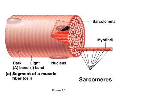 Microscopic Anatomy of Skeletal Muscle Fibers