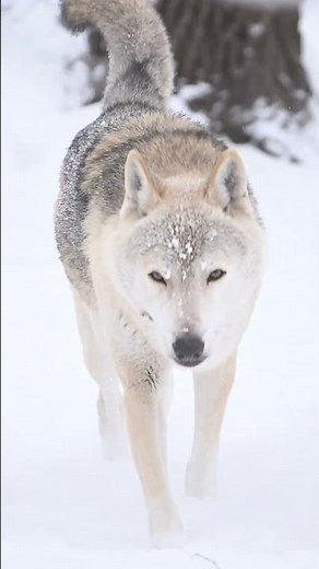 Wolves: Nature’s Ultimate Hunters!