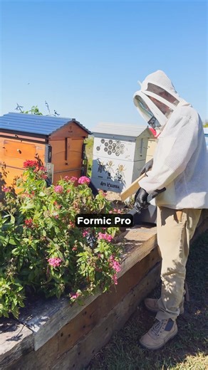 49K views · 442 reactions |  In last week’s live Q&A, Cedar shared why Formic Pro is a great option for managing varroa — and how it actually works.  Organic  Safe with honey supers  Targets mites under the cappings Got questions? Pop them in the comments below  Available to Australian customers only. Purchase via our AU site: https://www.honeyflow.com.au/products/formic-pro #BeeEducation #FlowHive #FormicPro #VarroaTreatment #NaturalBeekeeping | Flow Hive | Facebook