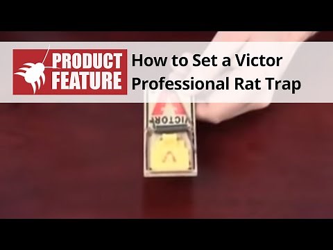 How to Set a Victor Mouse Trap