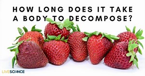 💀 Decomposition itself is fairly straightforward. Learn more 👉https://trib.al/cPwUICF | LiveScience