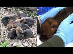 Rare Mexican Wolf Puppies Born at Chicago Zoo