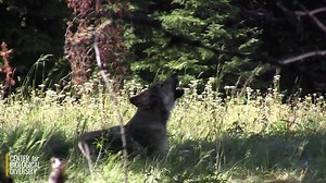 7.3K views · 246 reactions | Fun fact: January's full moon, known as...