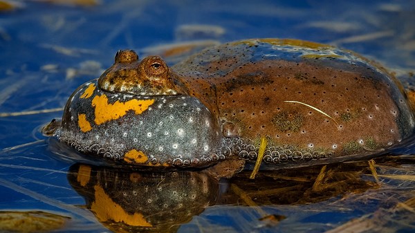 Higher, Radim – The common fire-bellied toad and its famous call