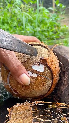 Skill of removing fresh coconut from its shell