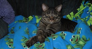 Matriarchal Cats: The Females Really Are in Charge - Petful