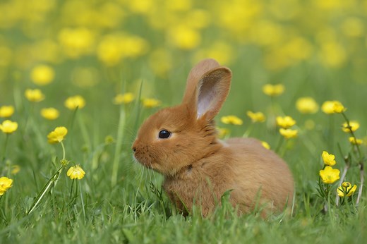 30 Cutest Bunnies You Will Want to Take Home