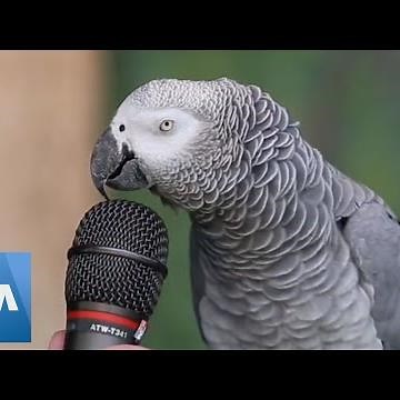 Talking Parrot | VOANews