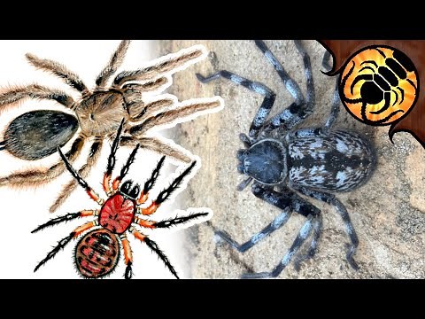 TYPES OF SPIDER | A Guide to Australian Spiders