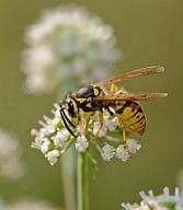 Geologic Time Scale ( Read ) | Biology