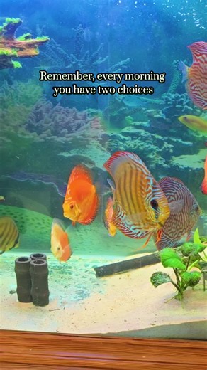 #angelfish #discus #goodvibes #chill #fish #aquarium