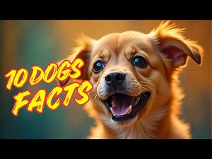 10 Amazing Dog Facts You Didn’t Know 🐶 | Mind-Blowing Facts About Dogs