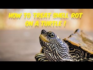 How to identify turtle shell rot | turtle shell rot treatment |