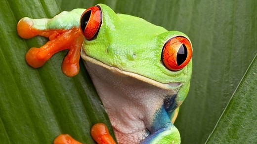 Red-Eyed Tree Frog